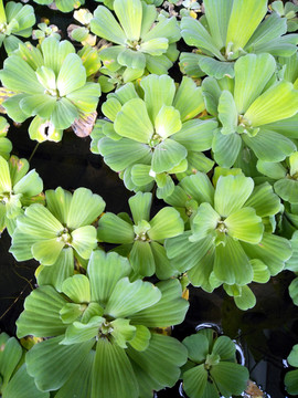 水池 冰草 浮莲 莲花草