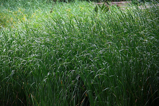 池塘边的水草 芦苇