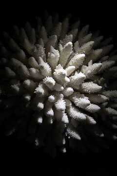 海洋 贝壳 海底生物 珊瑚
