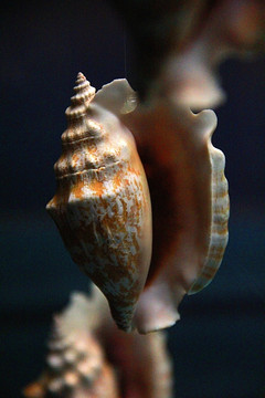海洋 贝壳 海洋生物