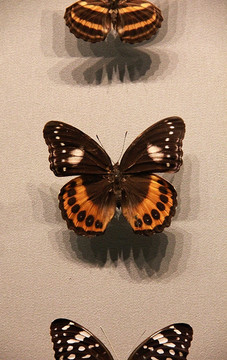 自然博物馆 昆虫 蝴蝶 标本