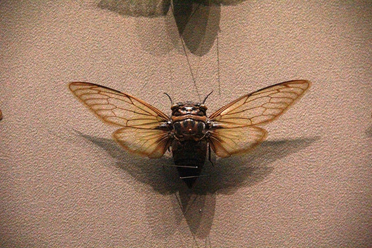 自然博物馆 昆虫 标本