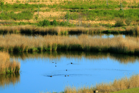 草原湿地水鸟