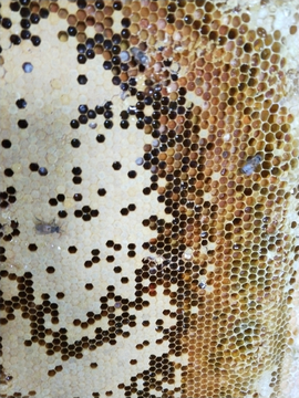 蜂蜜蜂巢