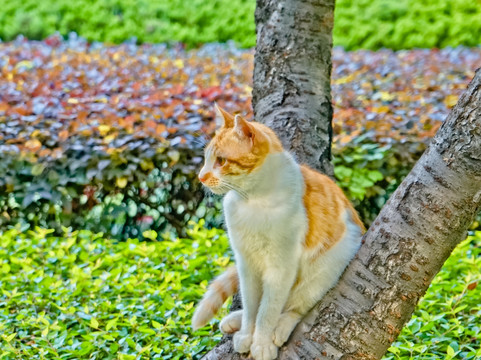 野猫素材