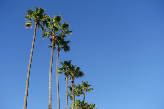棕榈树背景