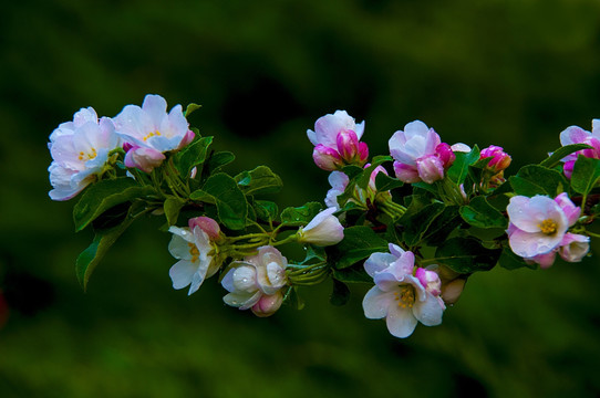 海棠花