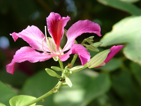 紫荆花