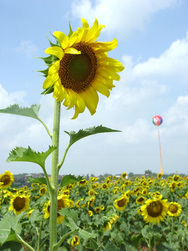 葵花