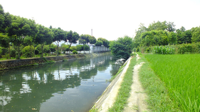 水渠 稻田