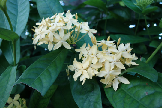 白色龙船花