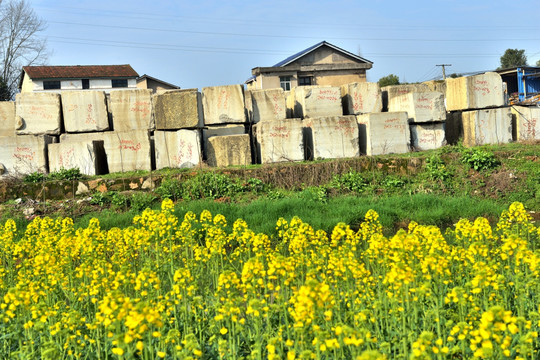 油菜花 田园风光