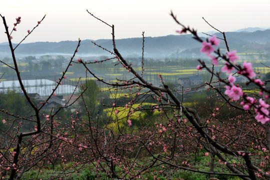 桃花 桃花园