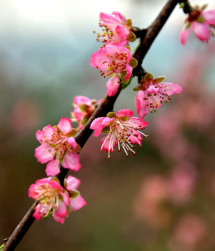 桃花 桃花园