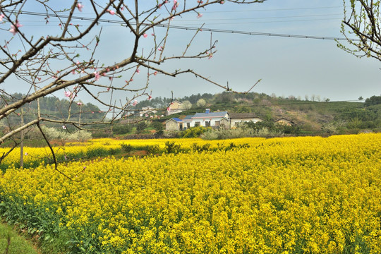 油菜花 田园风光