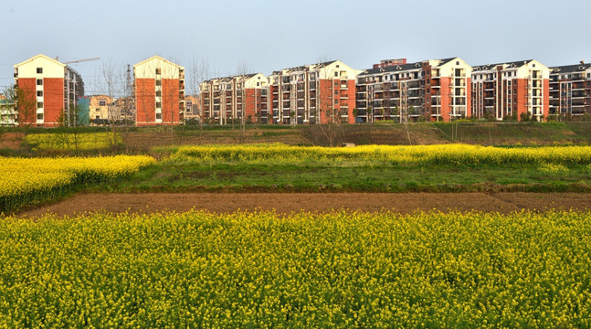 田园风光 油菜花