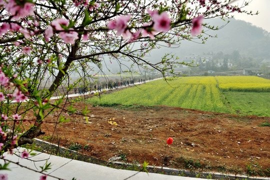 桃花 风景