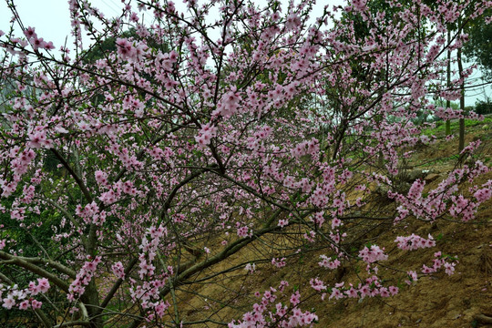 桃花 风景