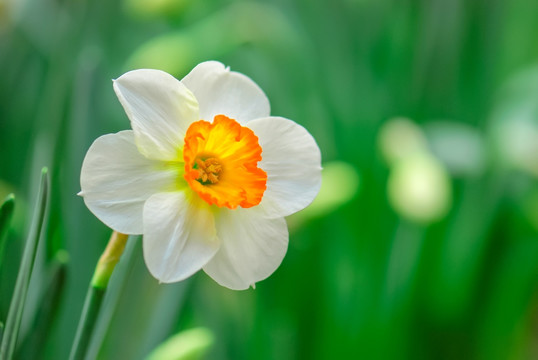 水仙花