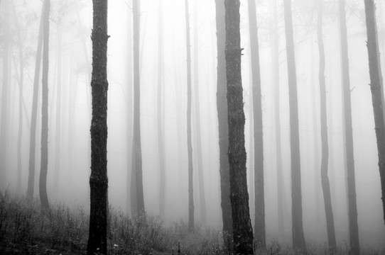 树林 松林 雾气