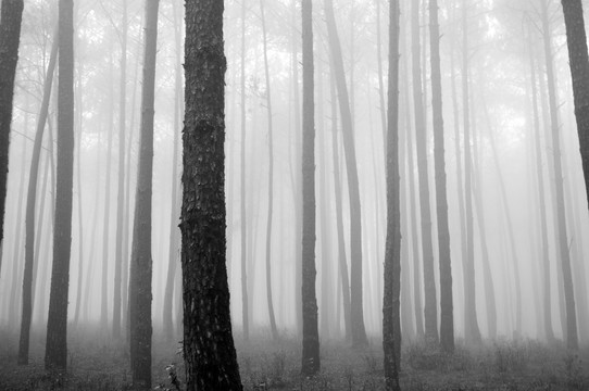 松林 雾气 黑白画
