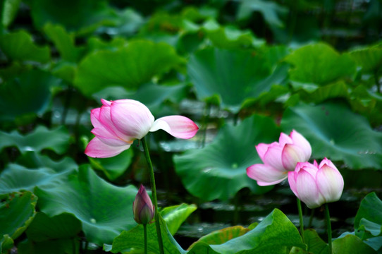 荷花 莲花