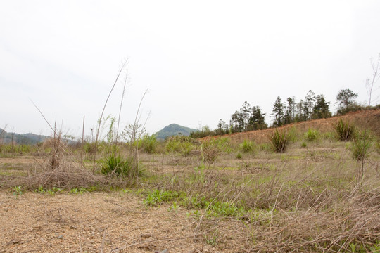 野外荒地 草地 自然 春 自