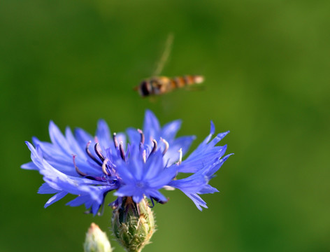 蜜蜂与花朵
