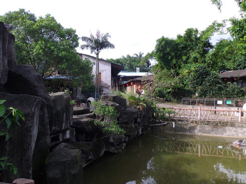 池塘风景