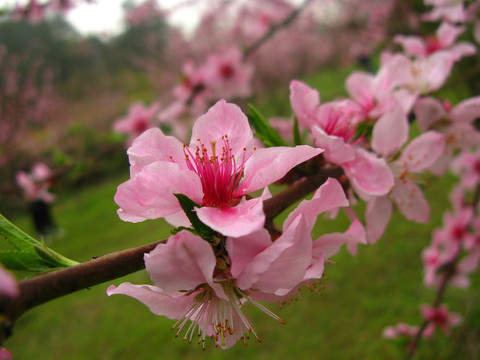 桃花