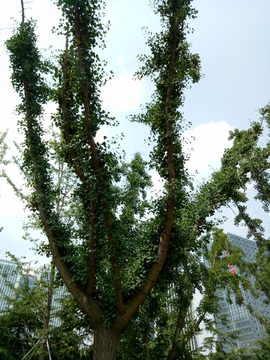 银杏树