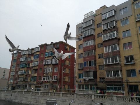 飞翔争食的海鸥
