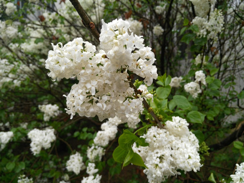 雨后盛开白色丁香花