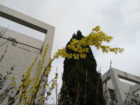 楼旁盛开的花枝
