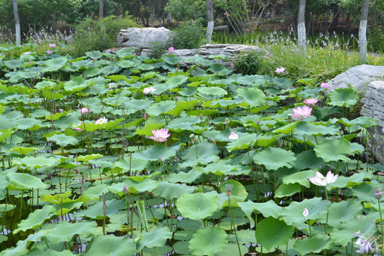 荷花池