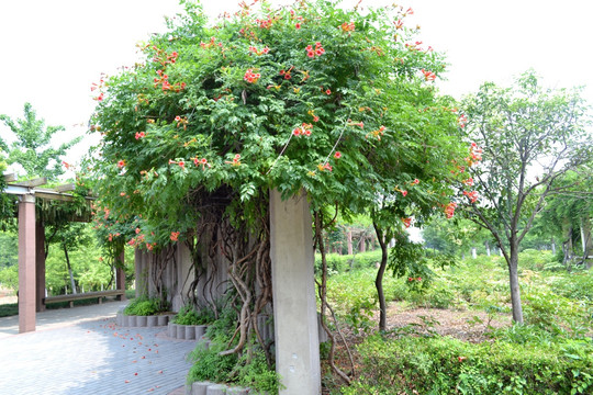 凌霄花