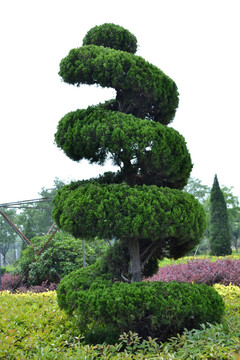 松树造型