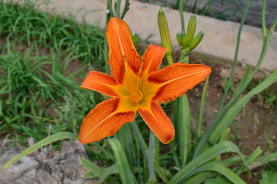 黄花菜