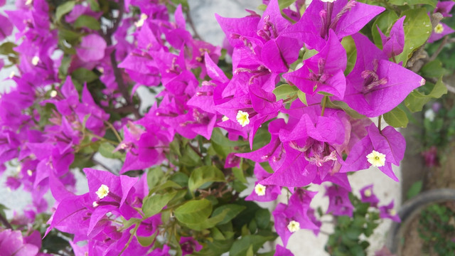 花