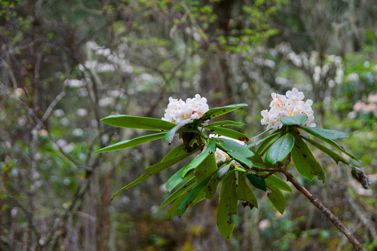 羌族羊角花 野生高山杜鹃