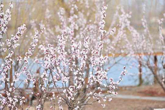 河岸杏树开花