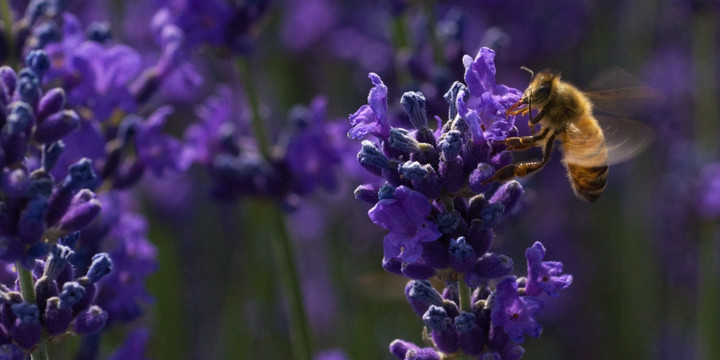 蜜蜂