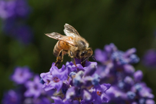 微距小蜜蜂