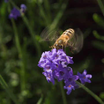 微距小蜜蜂
