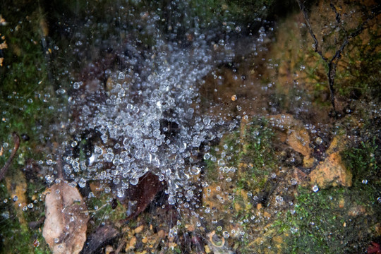 钻石般的水珠 沾满水珠的蜘蛛网