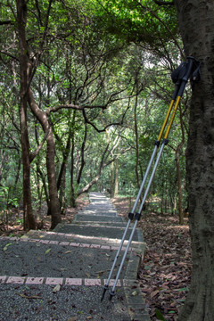 路边的登山杖 林间山路台阶