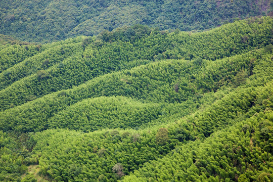 毛竹山