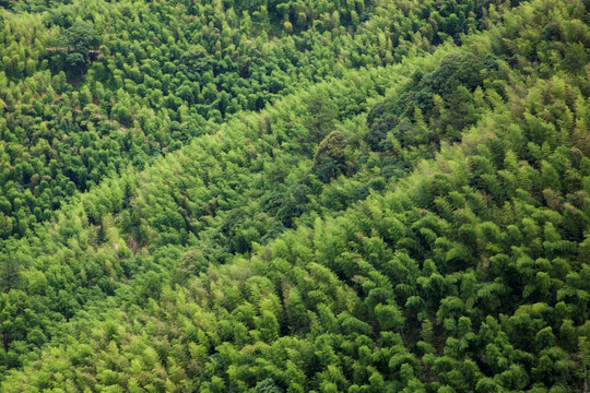 毛竹山