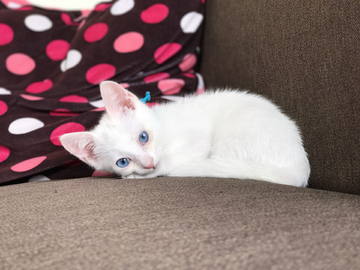 白色小猫咪 