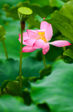 荷花 水滴